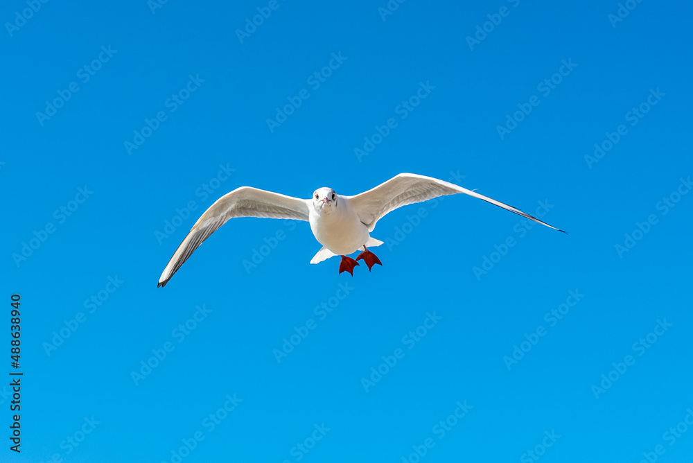 Obraz premium A seagull soars overhead on a clear blue sky day. Seagull on a blue background. view of a seagull on the Black Sea coast in Russia
