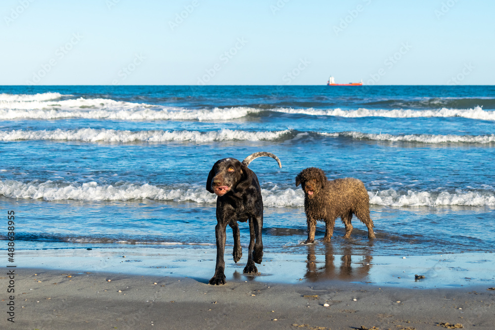 pareja de perros de raza perdiguero de burgos y perro de agua español , jugando en la arena y bañándose en la playa con el mar de fondo ,en un bonito día azul . pareja de perros de raza perdiguero de burgos y perro de agua español , jugando en la arena y bañándose en la playa con el mar de fondo ,en un bonito día azul .