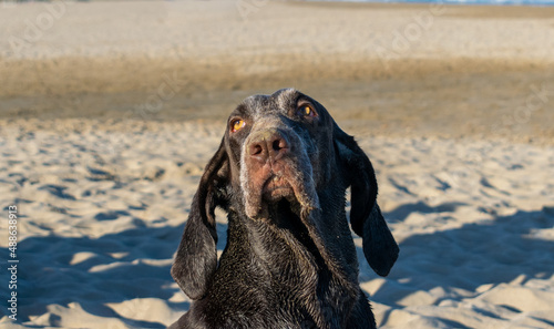 retrato de perro en la arena de la playa  , de raza perdiguero de burgos ,en un bonito día soleado. 