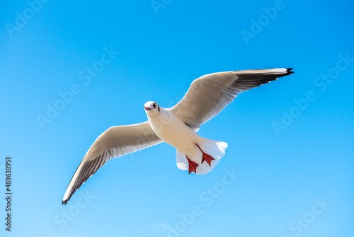 A seagull soars overhead on a clear blue sky day. Seagull on a blue background. view of a seagull on the Black Sea coast in Russia