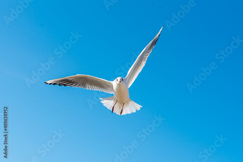 A seagull soars overhead on a clear blue sky day. Seagull on a blue background. view of a seagull on the Black Sea coast in Russia