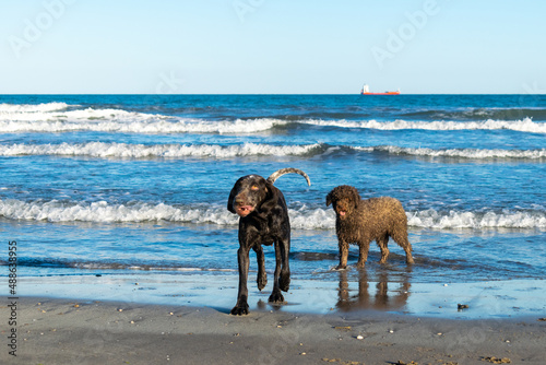 pareja de perros de raza perdiguero de burgos y perro de agua español , jugando en la arena y bañándose en la playa con el mar de fondo ,en un bonito día azul .