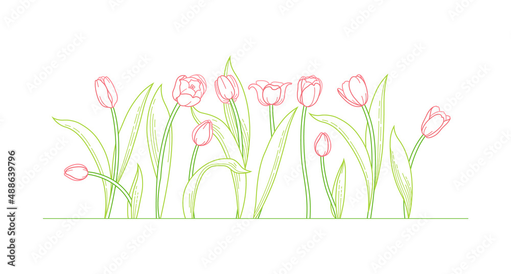 Vector line art set of blooming spring flowers. Tulip flower bouquet line art. Symbol for Women's Day, Mothers Day. Isolated tulips on white background. Design linear artwork tulips element.Springtime