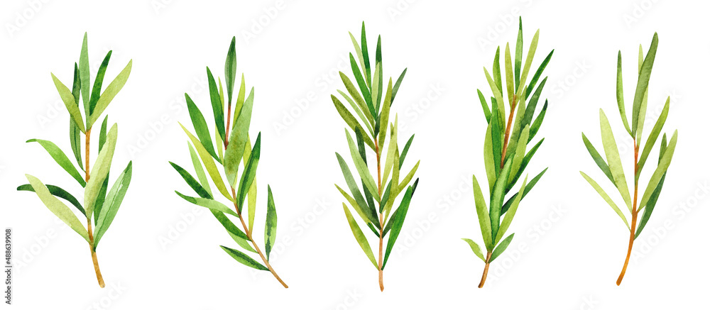 Watercolor hand painted rosemary branches. Watercolor hand drawn illustration isolated on white background, aromatherapy, essential oils