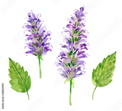 Watercolor hand painted patchouli branch and flowers. Watercolor hand drawn illustration isolated on white background  aromatherapy  essential oils