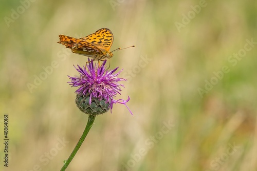 Close up image of a High Brown Fritillary, an orange butterfly sitting on a purple thistle flower. Sunny summer day in a meadow. Blurry green, yellow and brown background. Copy space