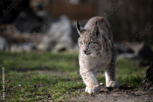 A lynx cub walks alert across a meadow.