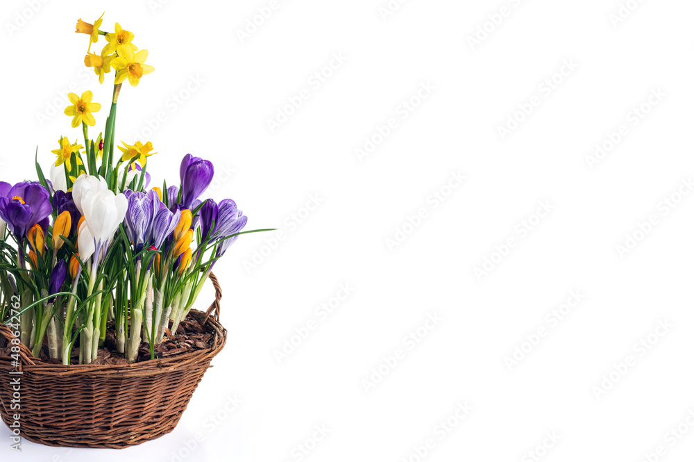 Basket with spring flowers isolated on white background. Wicker basket with crocuses and daffodils. Basket with spring flowers isolated on white background. Wicker basket with crocuses and daffodils.