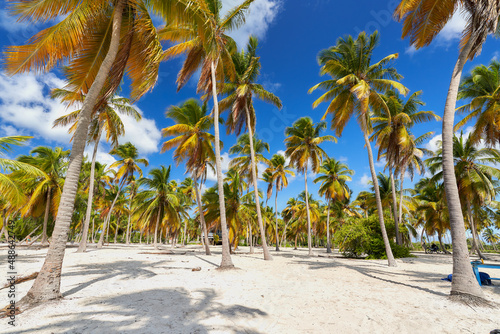 Fototapeta Naklejka Na Ścianę i Meble -  Isla Saona palmeras - República Dominicana