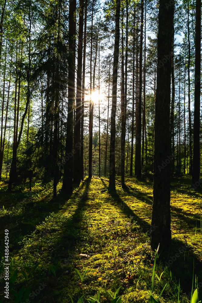 Obraz premium Evening in a pine forest. Sunset time in the spring forest, hard shadows from the trees