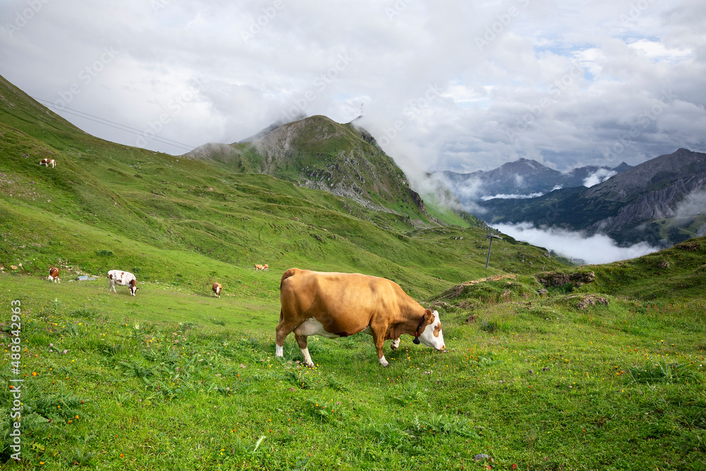 cow herd grazing on alpine pasture