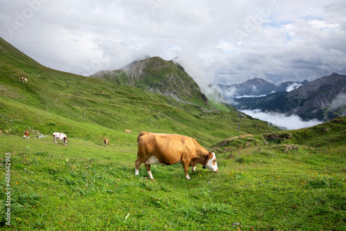 cow herd grazing on alpine pasture