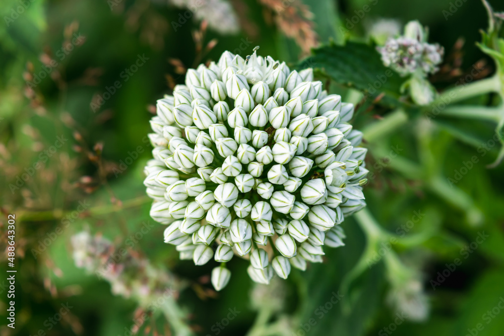 Allium flower arrow. Natural background. Allium flower arrow. Natural background.