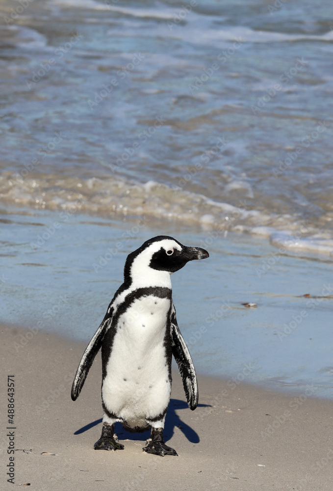 Fototapeta premium Pinguine