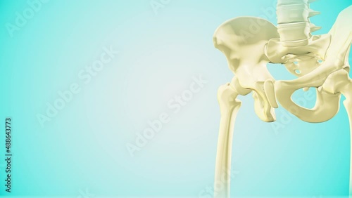 Medical animation of the pelvis bone photo