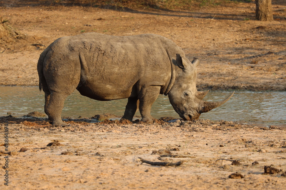 Obraz premium Nashorn