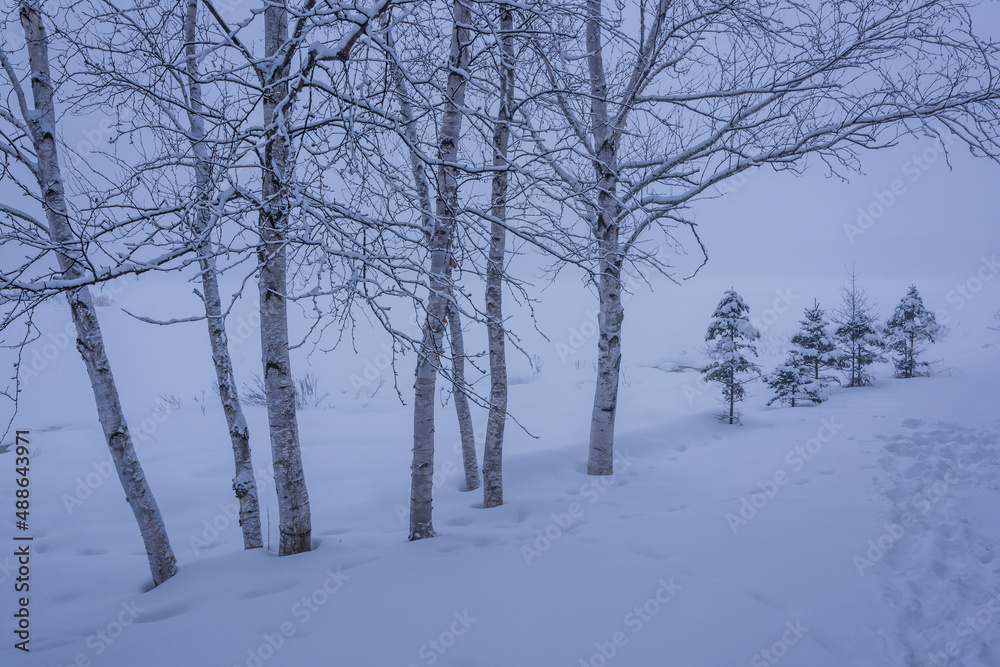 Birch Trees