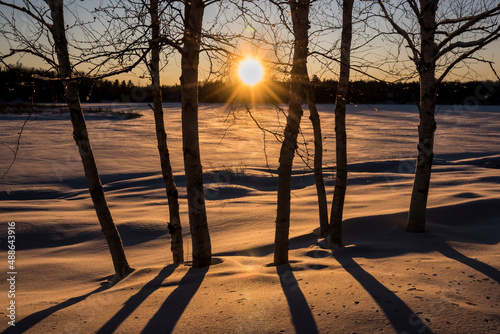 Birch Trees Sunset