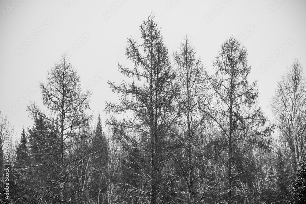 Fototapeta premium Snow Storm