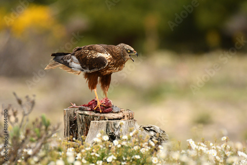 Aguila lagunero en el bosque mediterraneo cazando sus presas photo