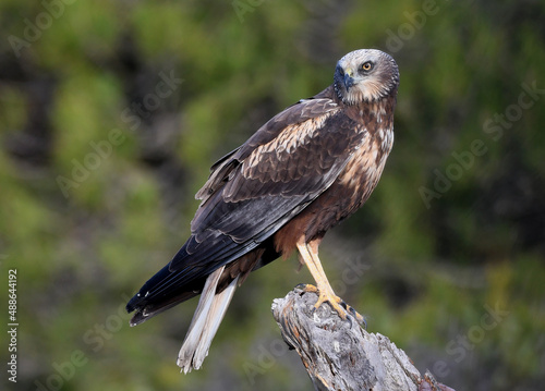 Aguila lagunero en el bosque mediterraneo cazando sus presas