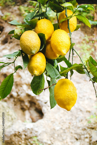 Wallpaper Mural Branch with fresh lemons on a tree Torontodigital.ca