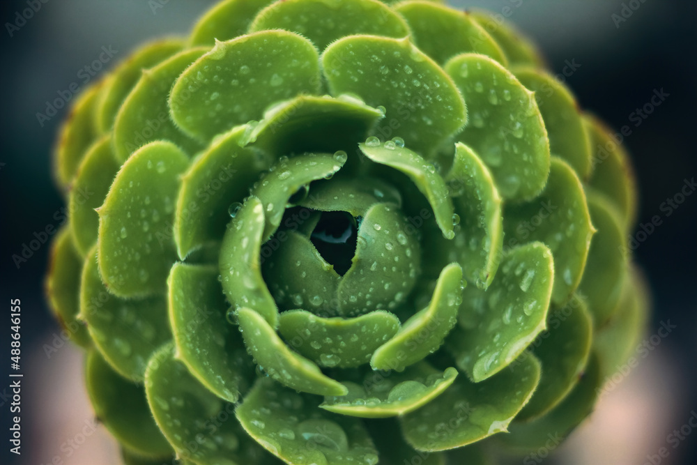 Close up succulents plants with water drops Close up succulents plants with water drops