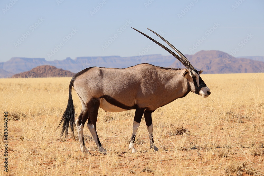 Safari Safari