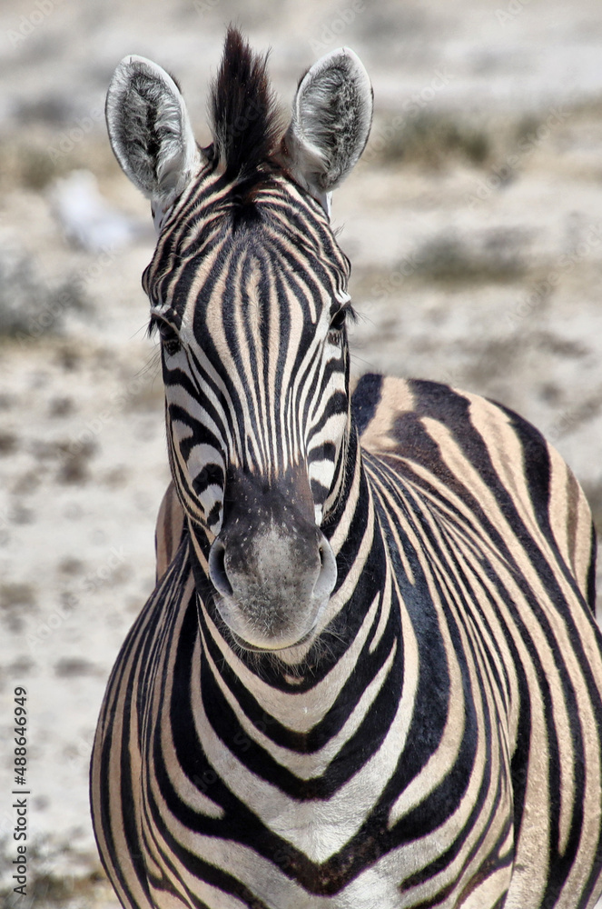 Naklejka premium Zebra