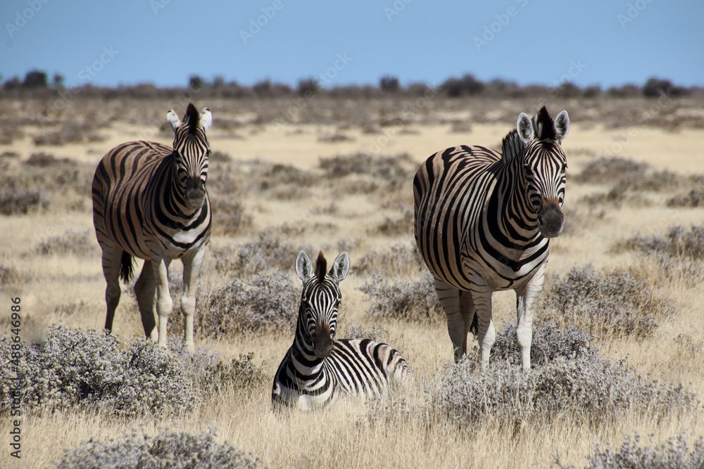 Fototapeta premium Safari
