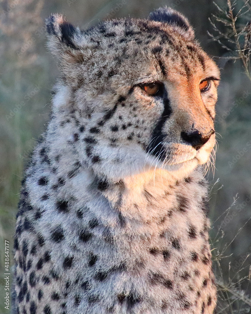 Naklejka premium Gepard