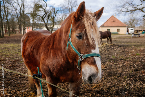 Close up portrait of sorrel bay adult horse stud in green halter standing and muzzle graze in meadow, beautiful bay horse walking in paddock on farm field, autumn winter day, blurred background