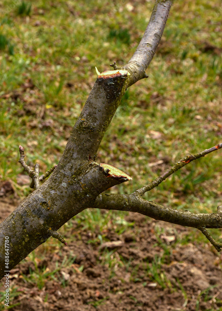 Improper pruning of trees using heading cuts. Improper pruning of trees using heading cuts.
