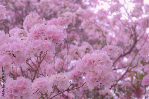 Pink flower blooming on pink trumpet tree in spring time season romantic valentine nature background