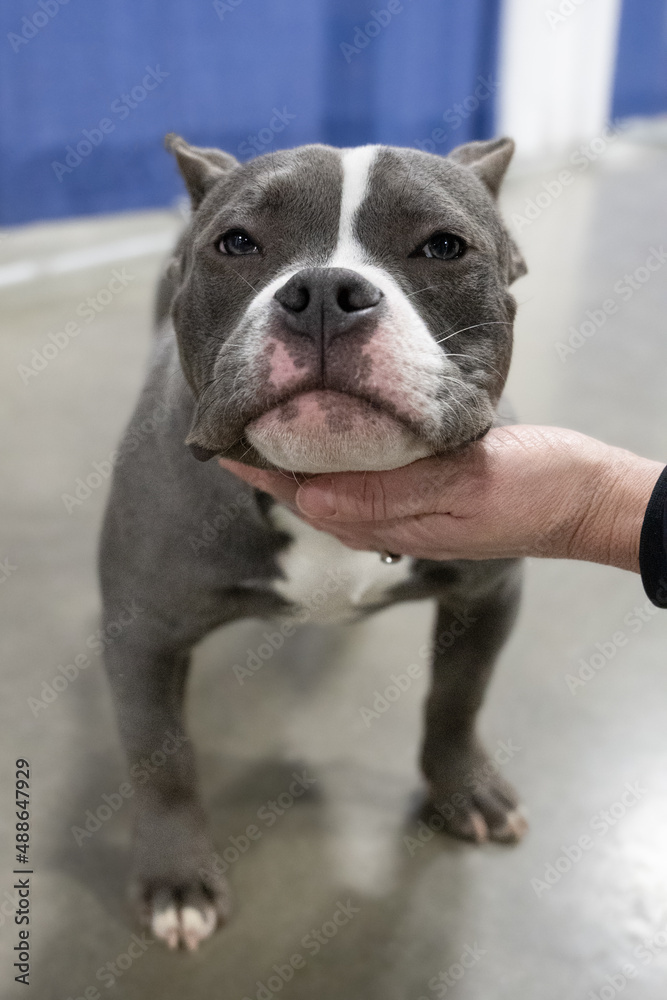 pocket bully pitbull is looking at you in a close up portrait with shallow depth of field