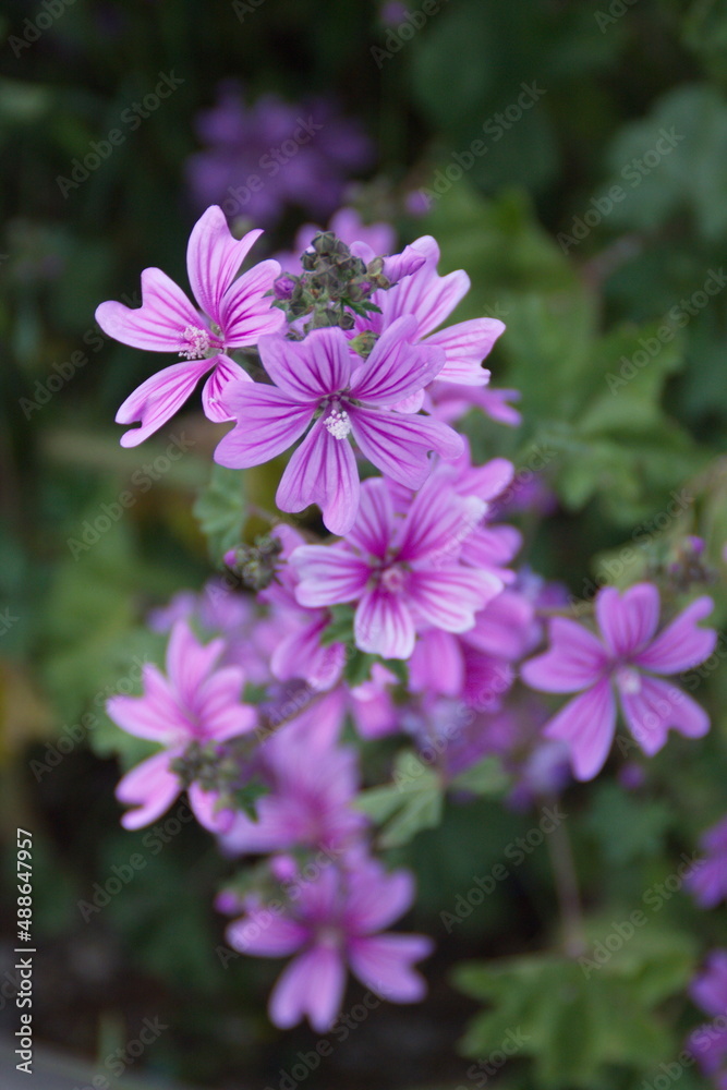 Wild mallow - Althaea officinalis, Malva sylvestris, Mallow plant with lilac pink flowers, ornamental and medicinal plant