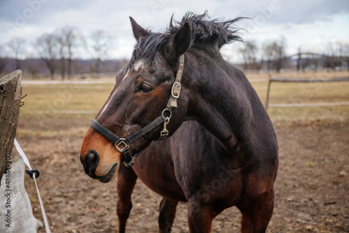 Close up portrait of brown adult horse stud in black halter standing and muzzle graze in meadow, Beautiful bay horse walking in paddock on farm field, autumn winter day, blurred background, cloudy sky