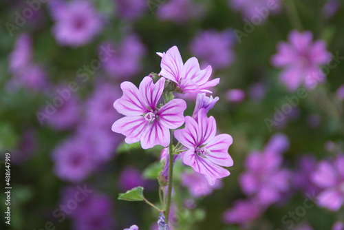 Wild mallow - Althaea officinalis  Malva sylvestris  Mallow plant with lilac pink flowers  ornamental and medicinal plant