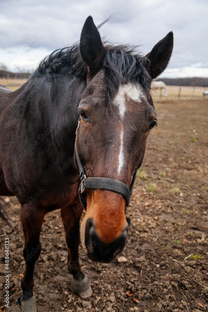 Close up portrait of brown adult horse stud in black halter standing and muzzle graze in meadow, Beautiful bay horse walking in paddock on farm field, autumn winter day, blurred background, cloudy sky