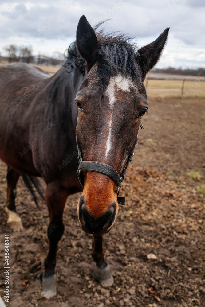 Close up portrait of brown adult horse stud in black halter standing and muzzle graze in meadow, Beautiful bay horse walking in paddock on farm field, autumn winter day, blurred background, cloudy sky Close up portrait of brown adult horse stud in black halter standing and muzzle graze in meadow, Beautiful bay horse walking in paddock on farm field, autumn winter day, blurred background, cloudy sky