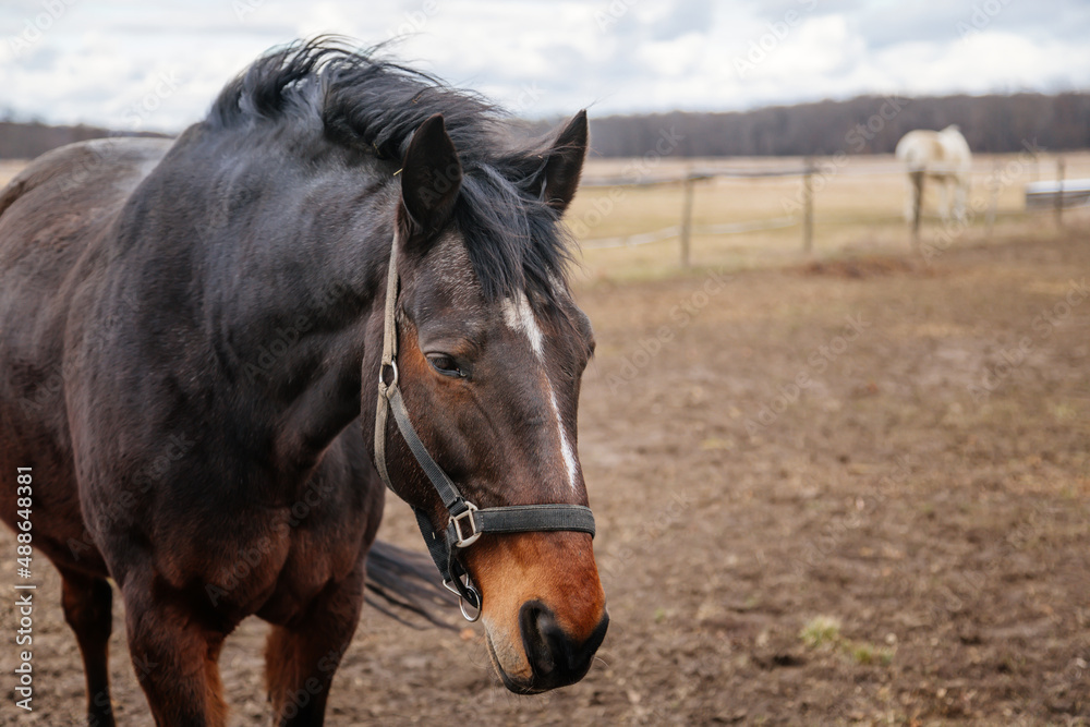 Naklejka premium Close up portrait of brown adult horse stud in black halter standing and muzzle graze in meadow, beautiful bay horse walking in paddock on farm field, autumn winter day, blurred background, cloudy sky