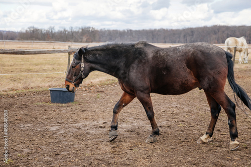 Close up portrait of brown adult horse stud in black halter standing and muzzle graze in meadow, Beautiful bay horse walking in paddock on farm field, autumn winter day, blurred background, cloudy sky photo