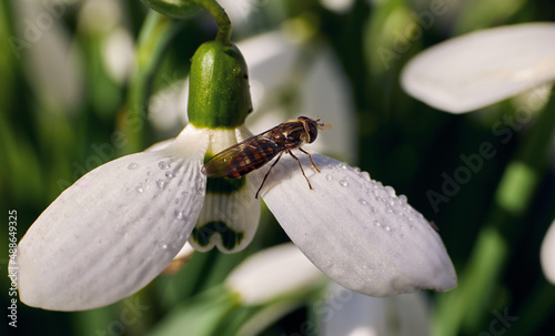 Macro photo of a snowdrop with morning dew on the petals of a flower and a fly sitting on it. photo