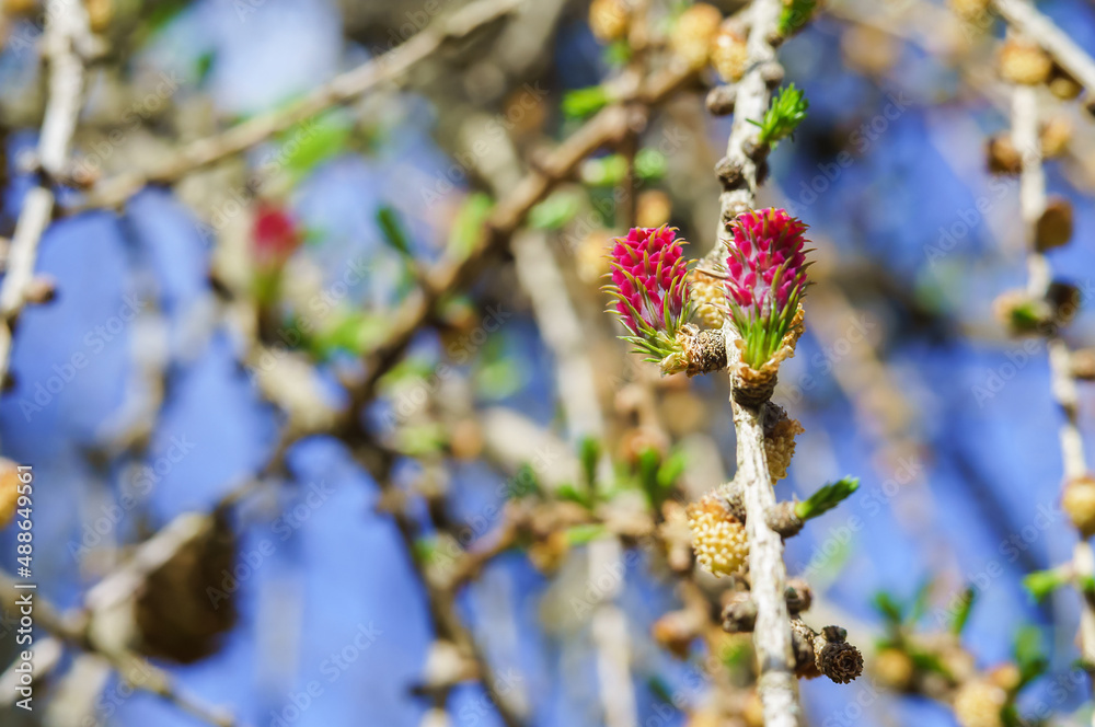 Spring Blossom Larch. Red buds on a coniferous tree. Spring Blossom Larch. Red buds on a coniferous tree.