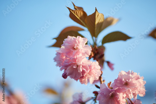 Light pink flowers of Sakura against blu sky. Shallow depth of field.