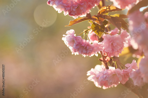 Springtime background with pink blossom. Beautiful nature scene with blooming sakura tree.