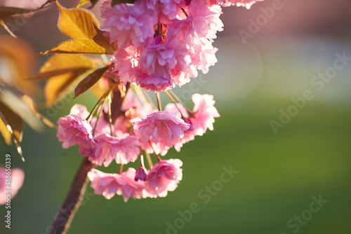 Light pink flowers of Sakura against blu sky. Shallow depth of field.