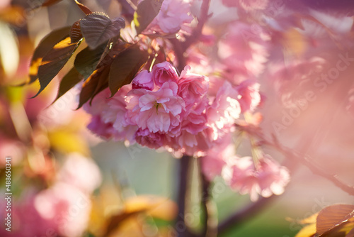 Light pink flowers of Sakura against blu sky. Shallow depth of field.
