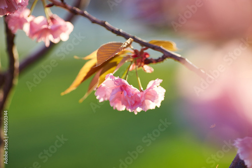 Light pink flowers of Sakura against blu sky. Shallow depth of field.