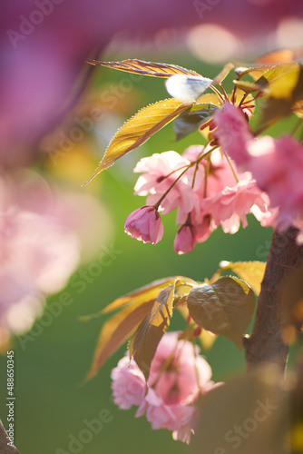 Light pink flowers of Sakura against blu sky. Shallow depth of field.